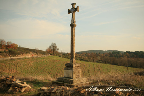 PINELO - Bragança