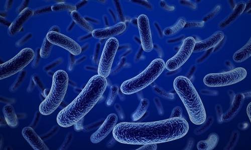 Bacterias.jpg