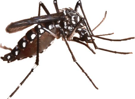 aedes-aegypti-2.gif