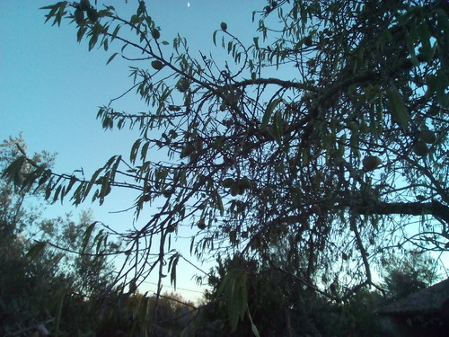 Original DAPL. Amendoeira Verão IV. 2017.jpg