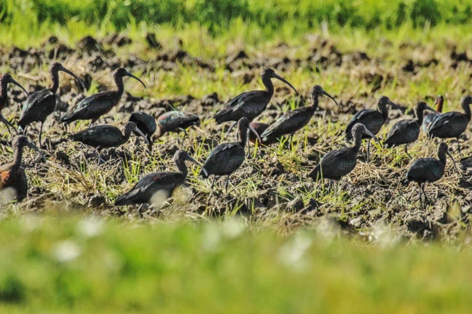 ibis-preta 5.jpg