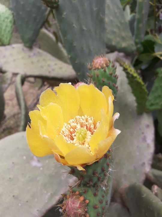 Flor figueira Índia. Foto original. 2021.05.24.jpg