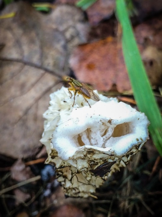 phallus impudicus 4.jpg