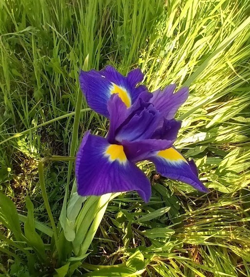 Não me canso disto flor.jpg