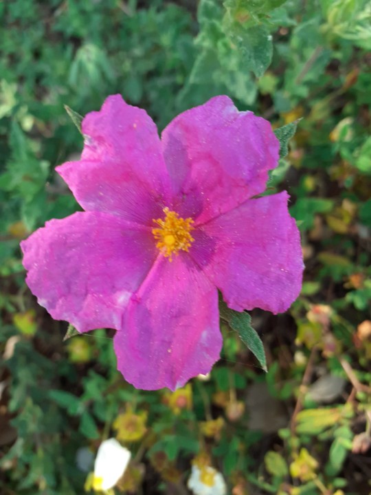 Estevinha Rosa. Foto original. 2021. 04. jpg