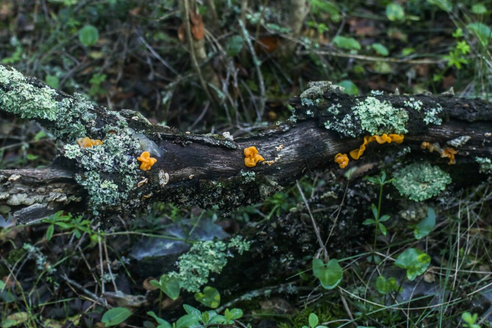 tremella aurantia 6.jpg
