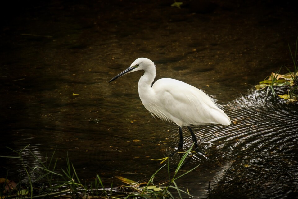 jardim rio da costa 14 a.jpg
