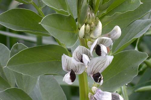 fava0003.jpg fava0003.jpg