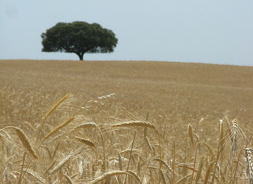 Trigo no Alentejo.jpg