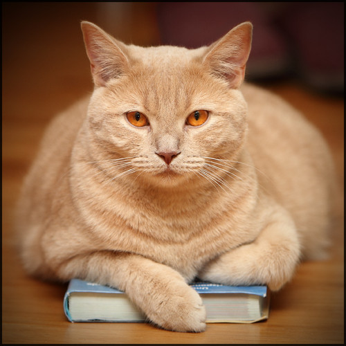 cat-on-a-book-free.jpg