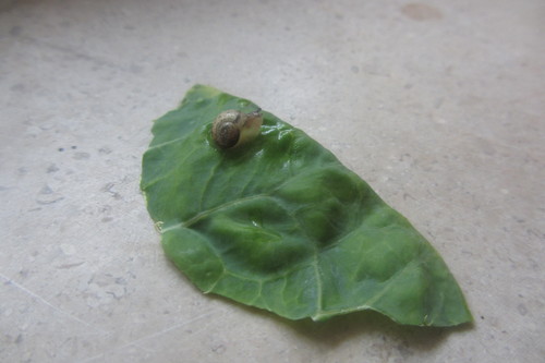 IMG_1095.JPG IMG_1095.JPG