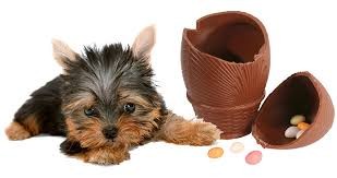 canino Pascoa.jpg