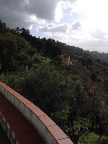 Vegetação. Casa Amarela. 2017.jpg