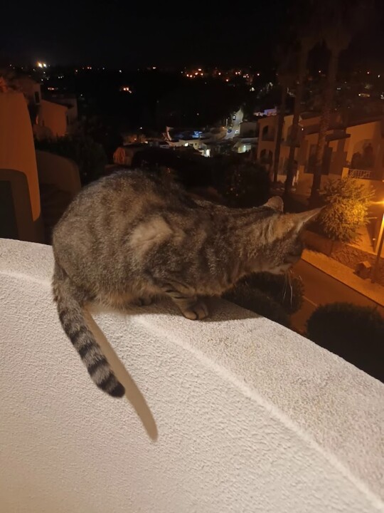 Não me canso disto JOCA2.jpg