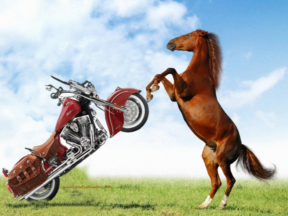 Luta de cavalos... III.jpg