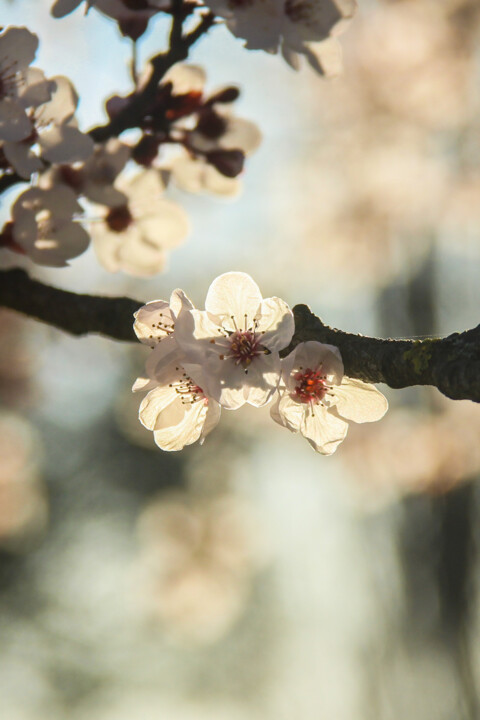 ameixeira-de-jardim 10.jpg