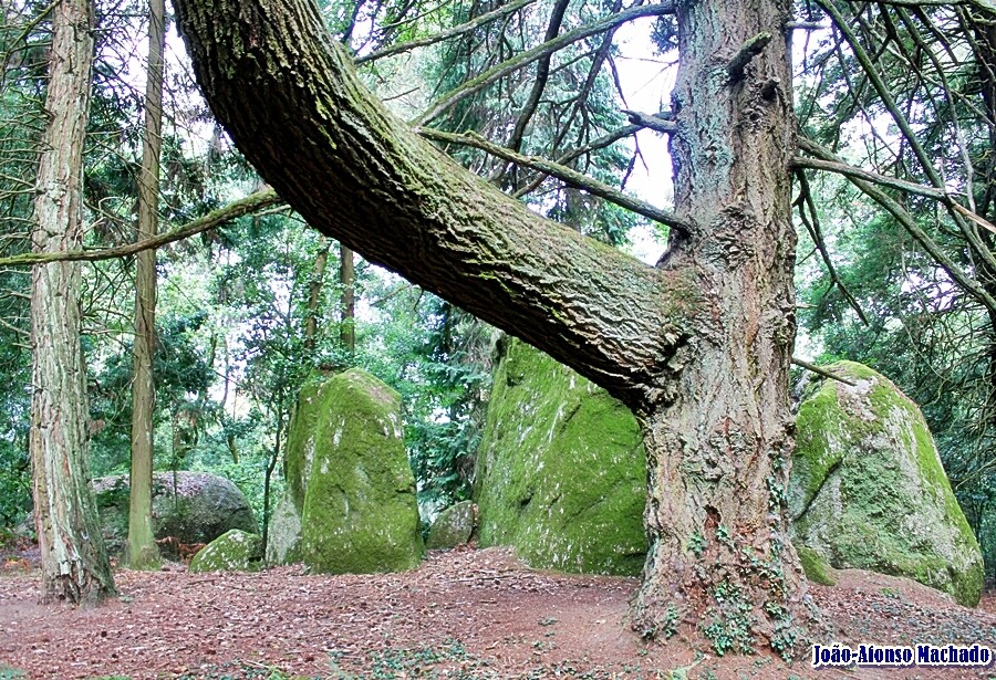 BRAÇO CEDRO GRANDE.JPG