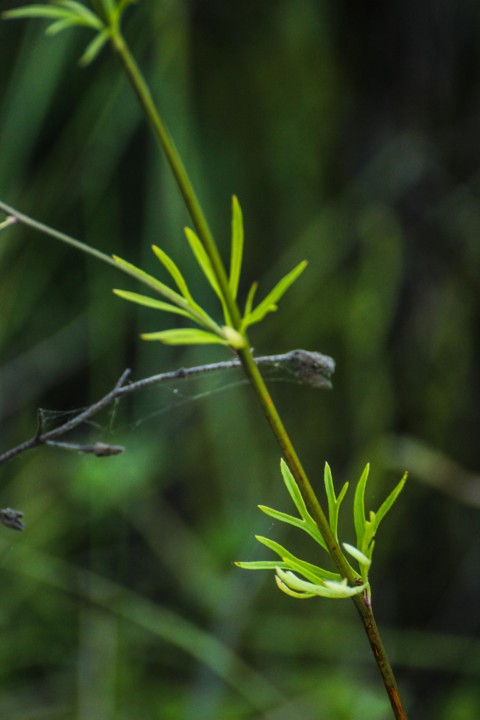 delphinium pentagynum 6.jpg