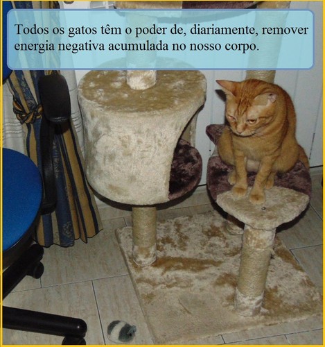 gatopoderoso.JPG gatopoderoso.JPG
