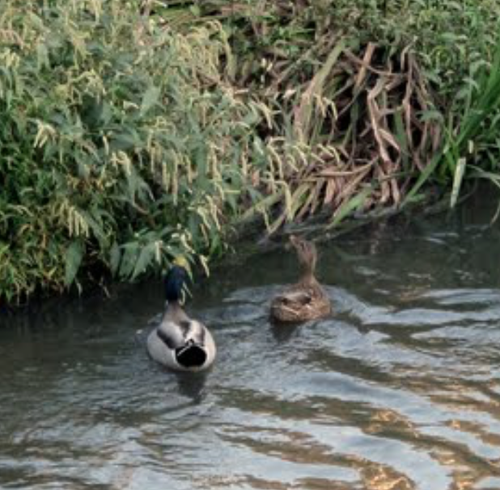 Captura de ecrã 2017-01-08, às 11.32.58.png