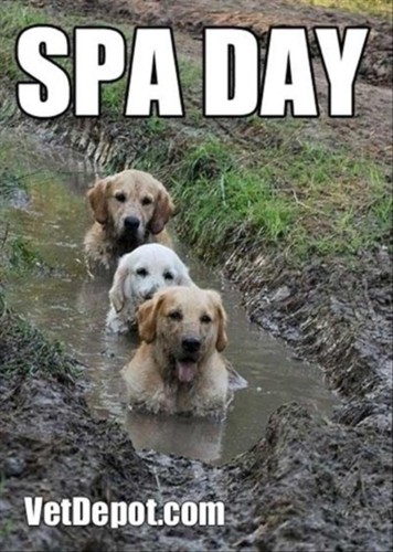 a-spa-day-for-dogs.jpg