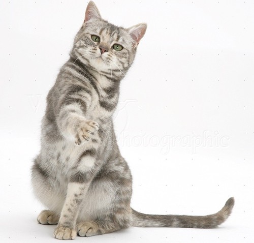 18566-Tabby-cat-with-paw-up-white-background.jpg