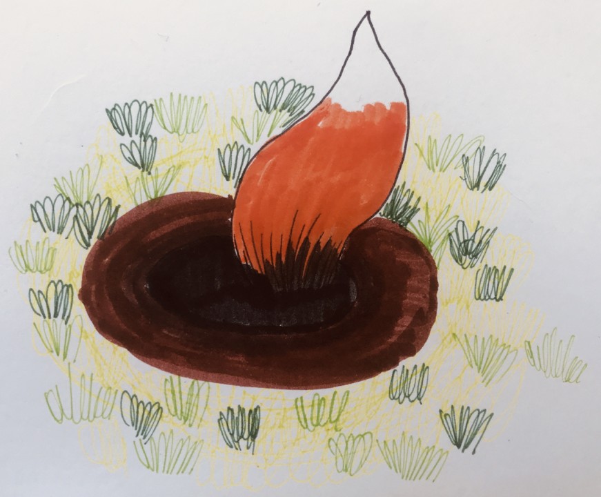 2-Raposa.jpg 2-Raposa.jpg