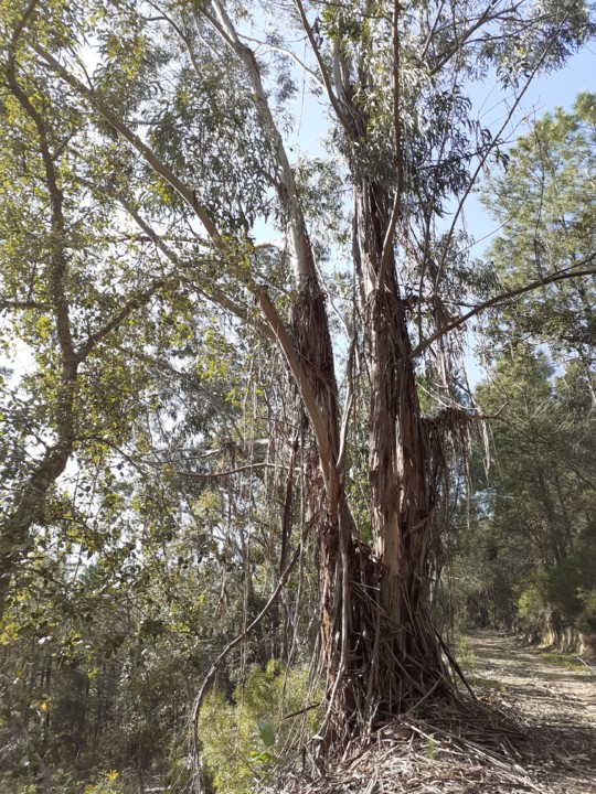 Eucalipto. Foto original. 2021. 04. jpg