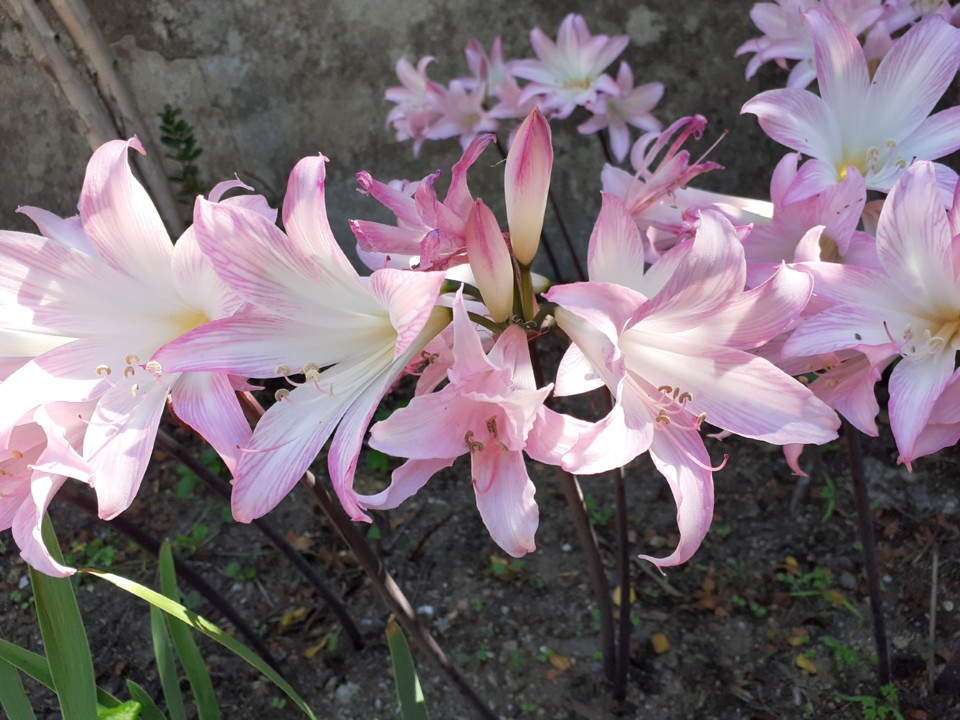 Despedidas de Verão. Foto original. 2021.09.19.jpg