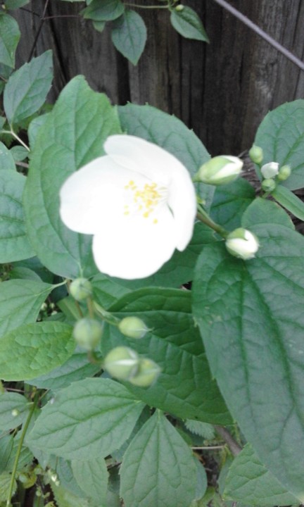 Foto Original. Flor do Quintal. 2020. 04. jpg