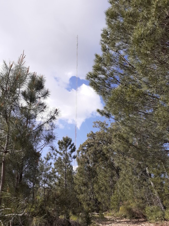 Pinheiral no Cabeço Antenas. Foto original. 2021. 04. jpg