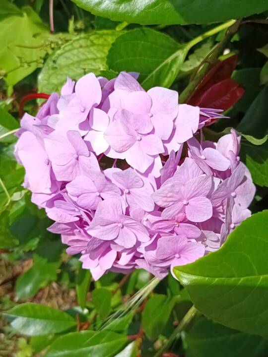 Não me canso disto-flor1.jpg