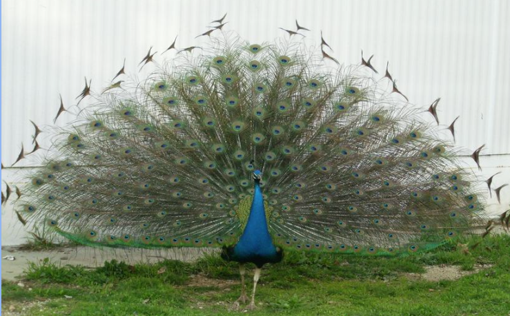 Captura de ecrã 2024-11-21 215151.png