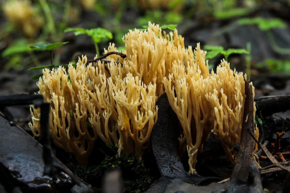 ramaria sp 1.jpg
