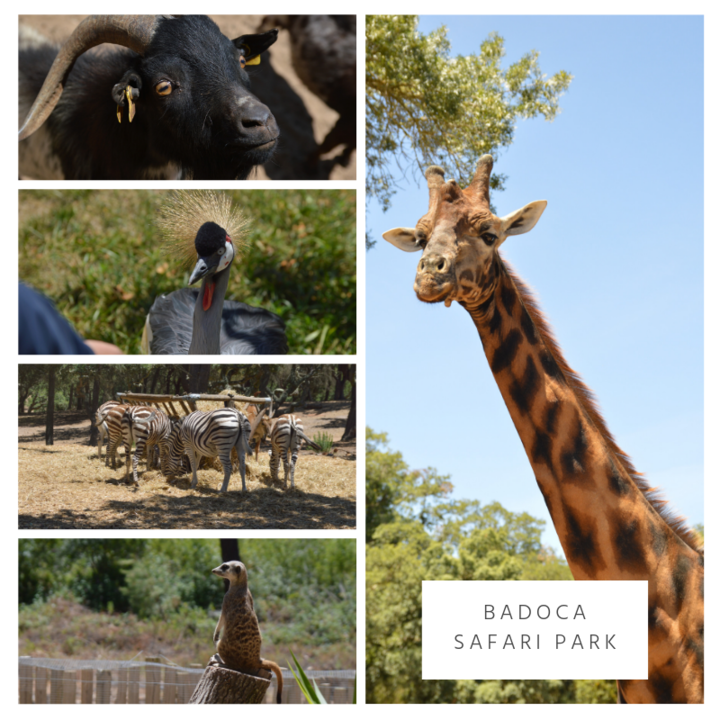 TRÊS MARIAS (3).png TRÊS MARIAS (3).png