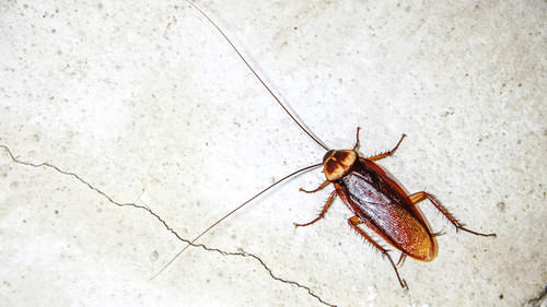 Baratas.jpg Baratas.jpg