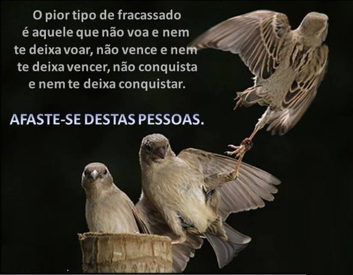 fracassado.png fracassado.png