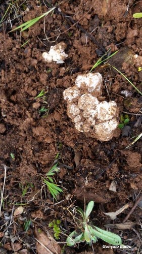 dois gonçalo.jpg dois gonçalo.jpg