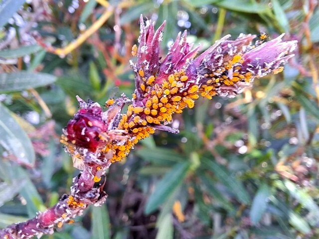 504964090_10014663465315535_2883116066710244805_n.