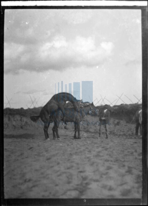 PT-AMGDL-MM-13-41_cavalo a montar egua.jpg