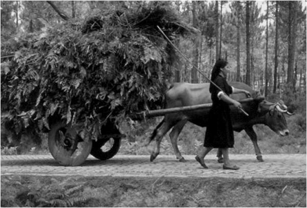 TRACÇÃO ANIMAL_4.jpg