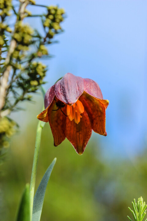 fritilaria 4.jpg