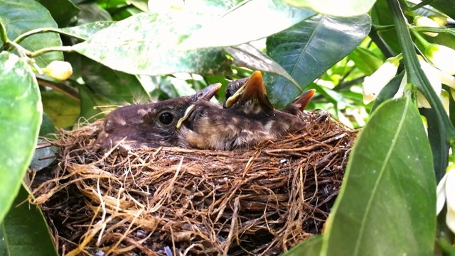 Melro2.jpg Melro2.jpg