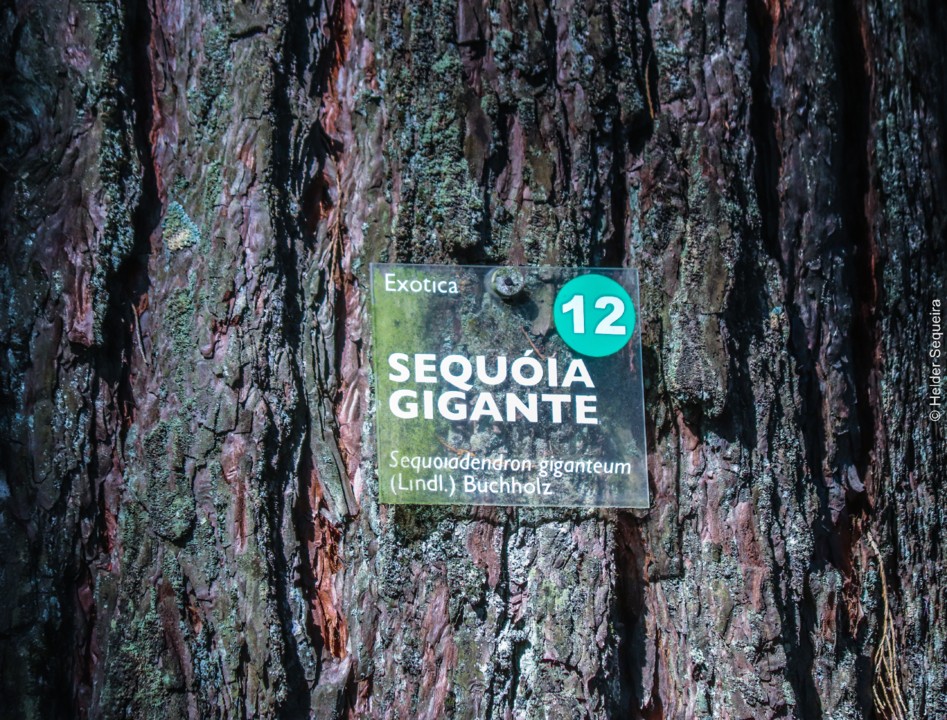 Sequoia - HS.jpg