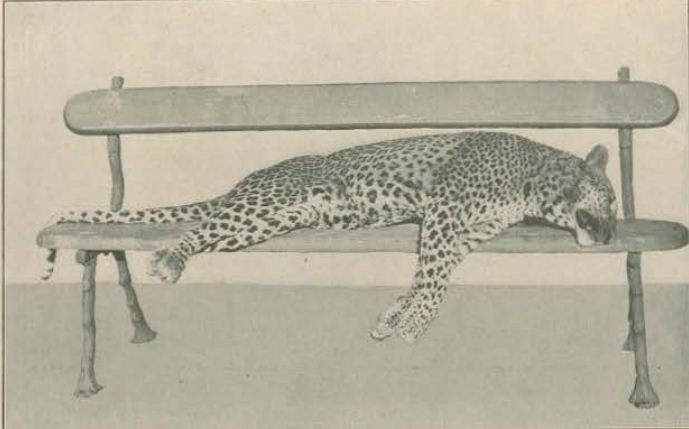 leopardo morto.JPG