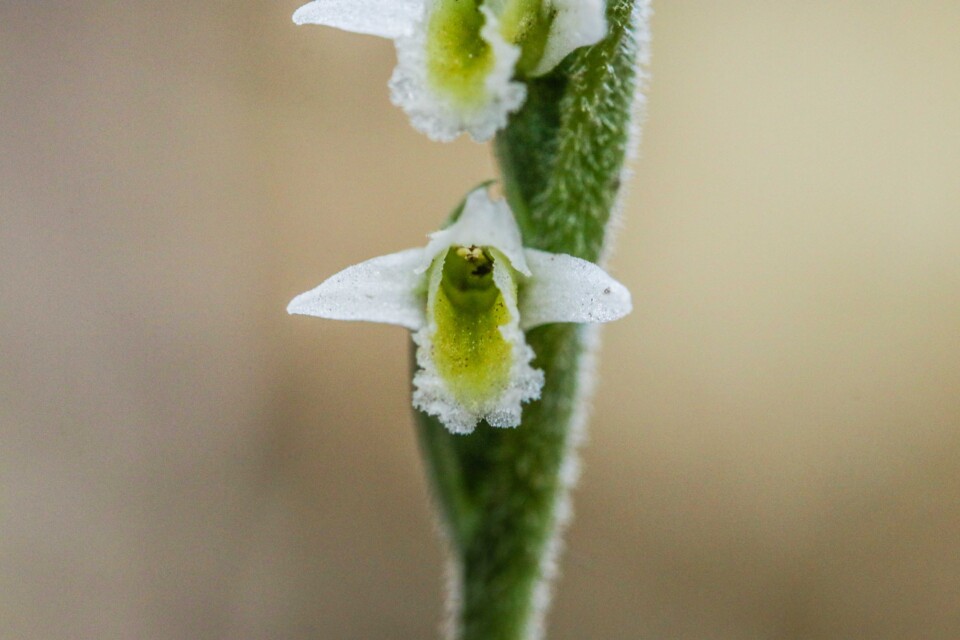orquidea de outono 6.jpg