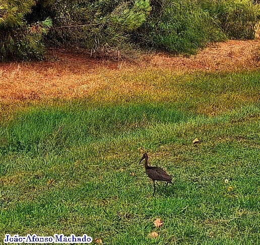 MAÇARICO GALEGO.jpg