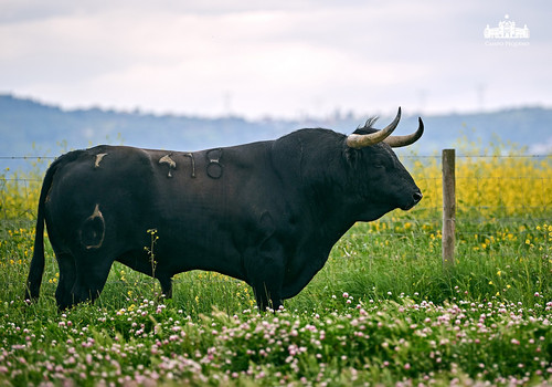 CANAS VIGOUROUX 8.jpg