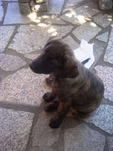 12 a2 - Cão de Castro.jpg 12 a2 - Cão de Castro.jpg