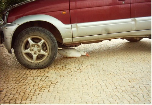 Donald.JPG Donald.JPG